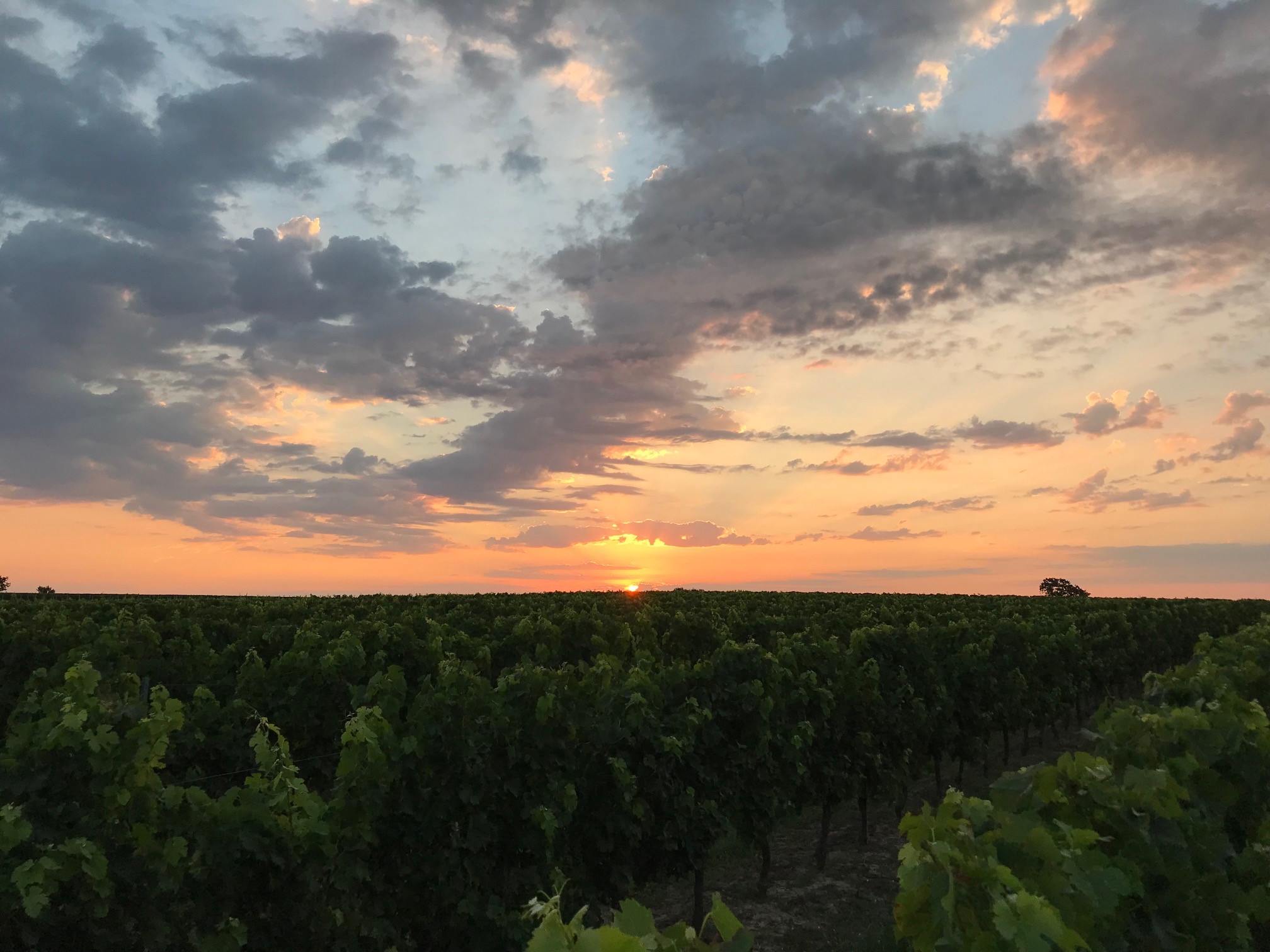 Domaines Fontana - photo 2