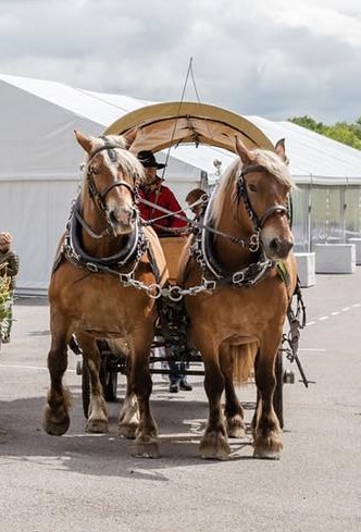 Les calèches de l'Isop