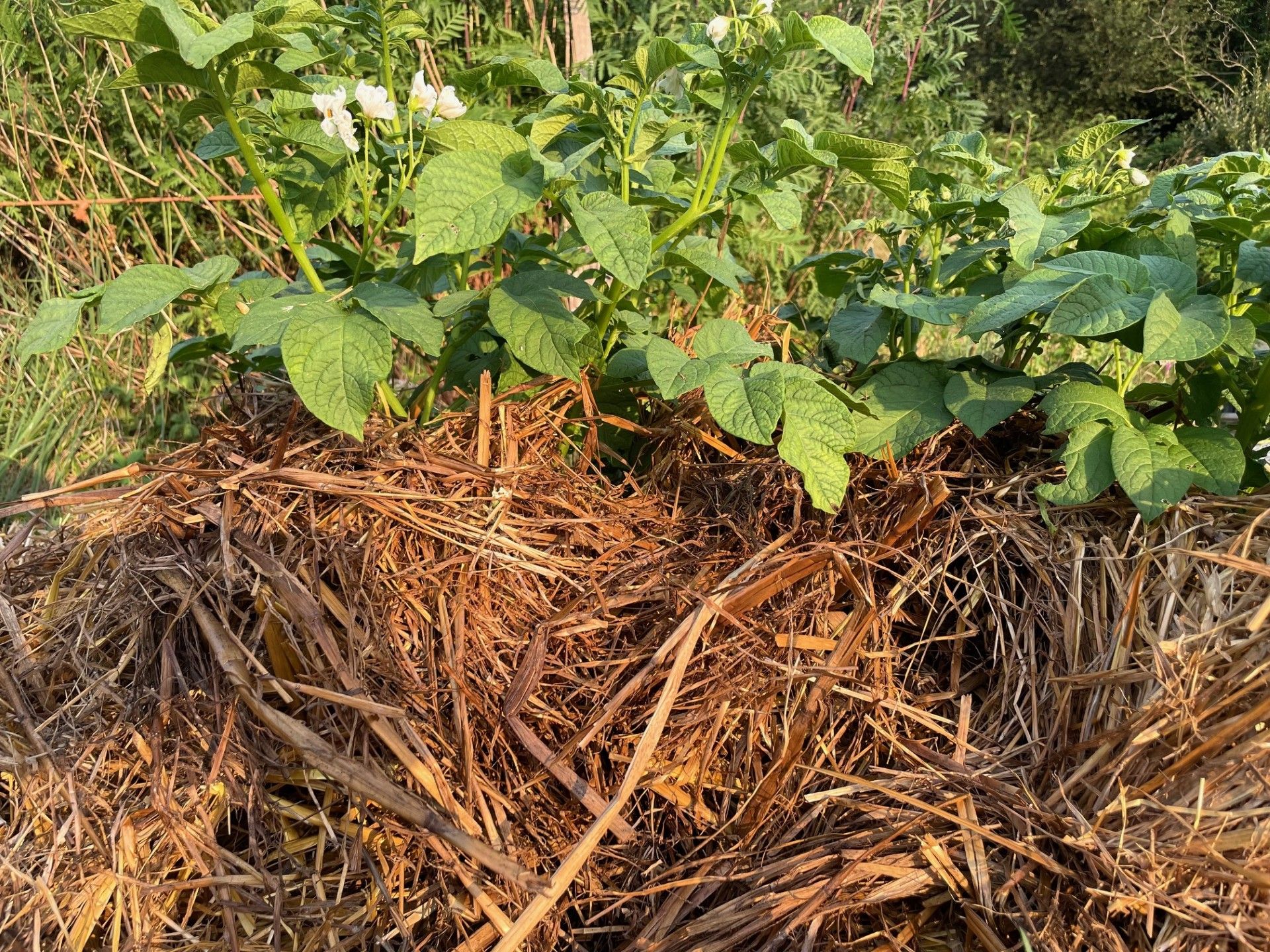 Initiation à la Permaculture