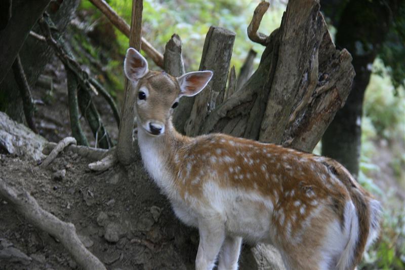 Parc'Ours