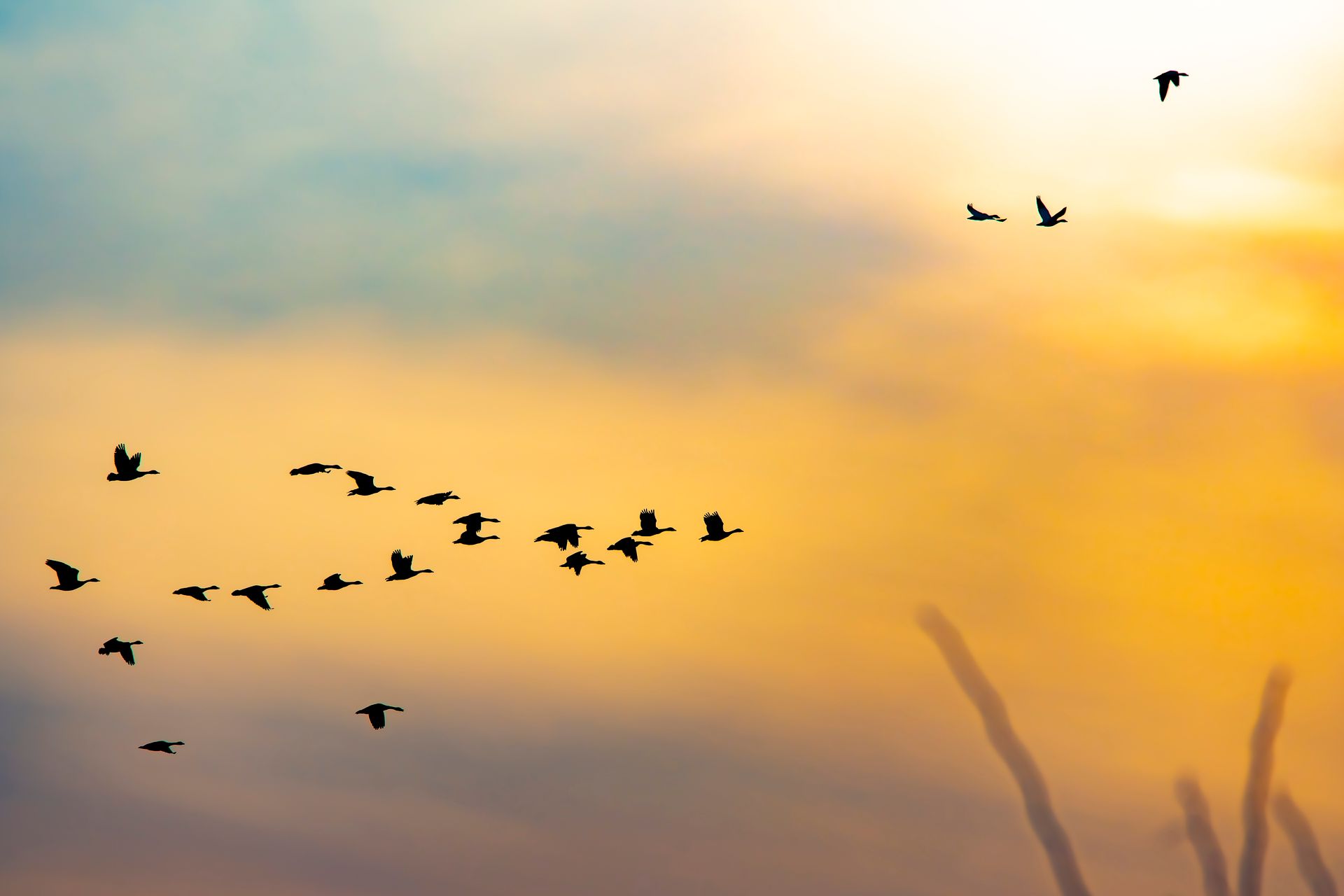 Journée Mondiale des oiseaux migrateurs