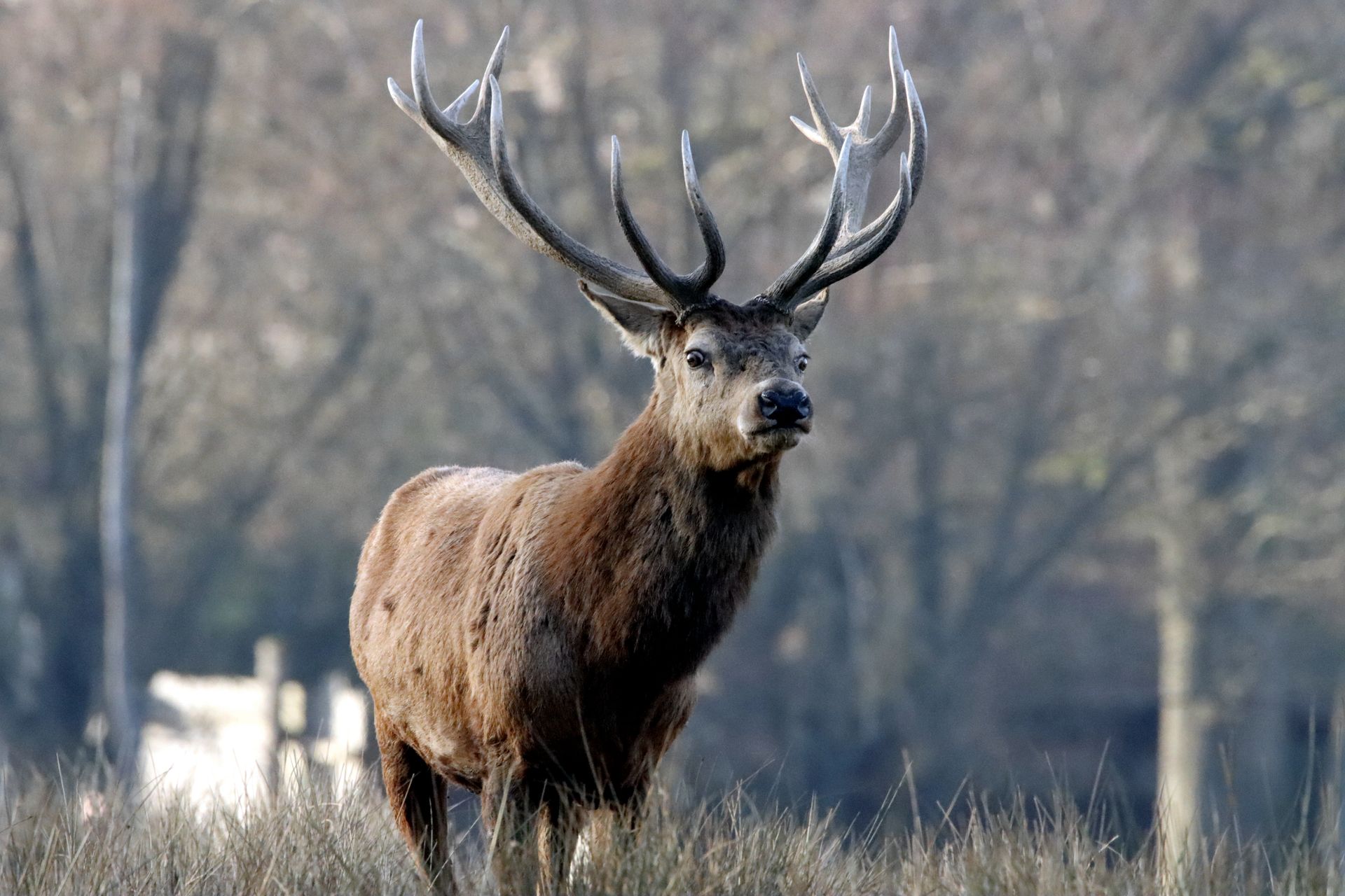 Sortie Brame du Cerf
