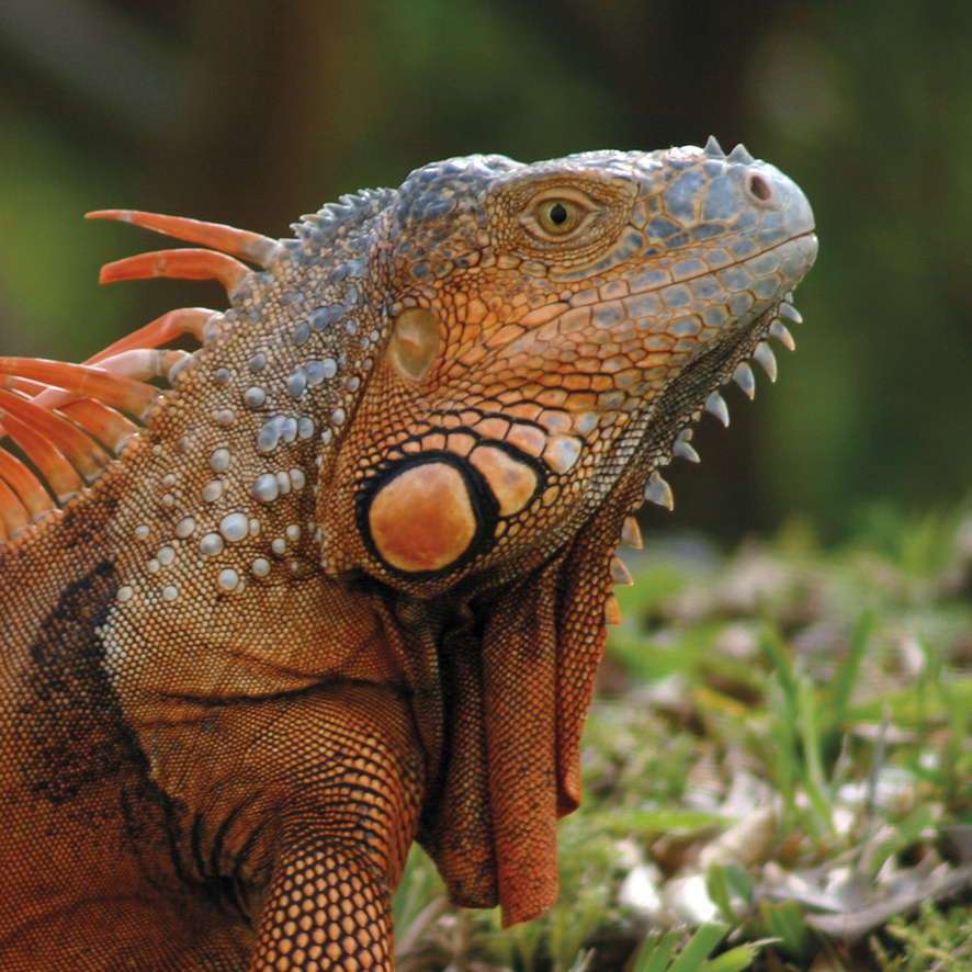 Terre de Dragons, Civaux - photo 2