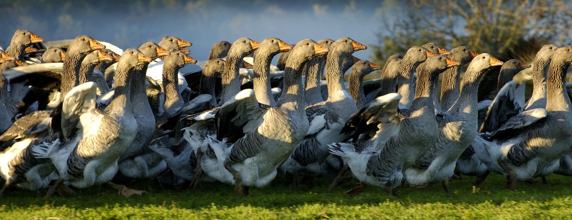 Elevage d'oies des Granges - photo 3