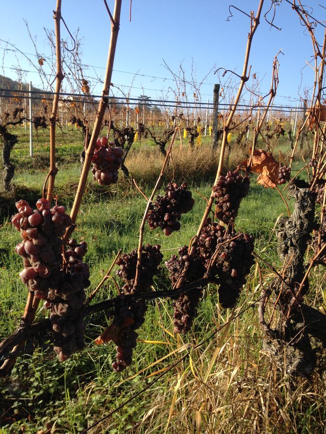 Château Beauportail - photo 2