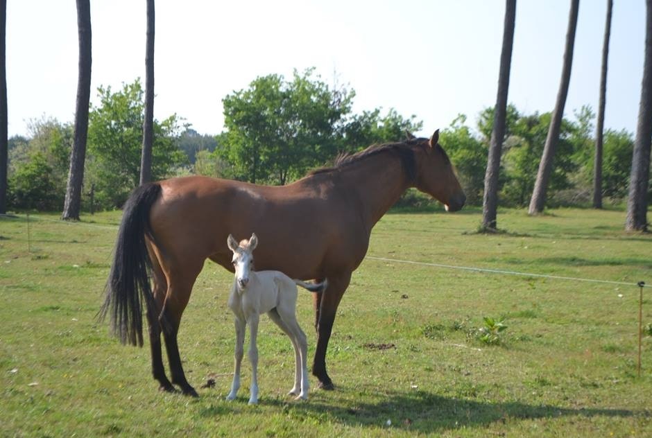 Centre Equestre d'Escource - photo 4