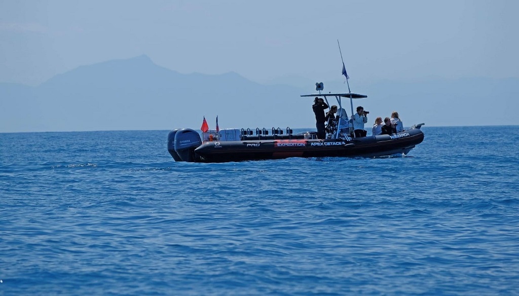 Apex Cetacea - photo 3
