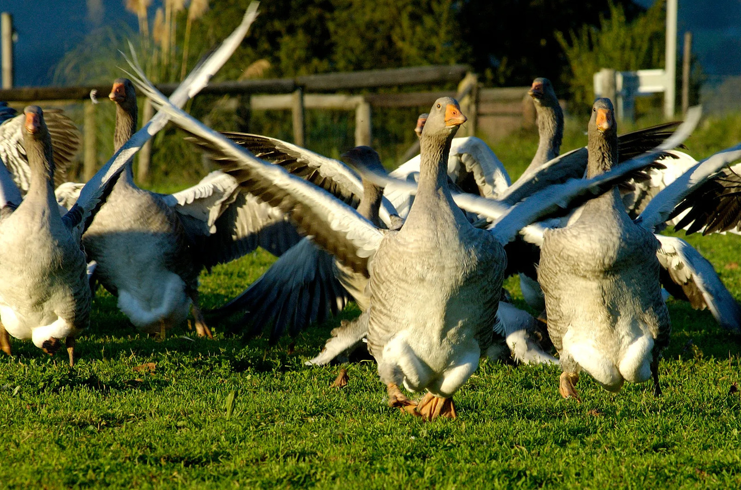 Elevage d'oies des Granges