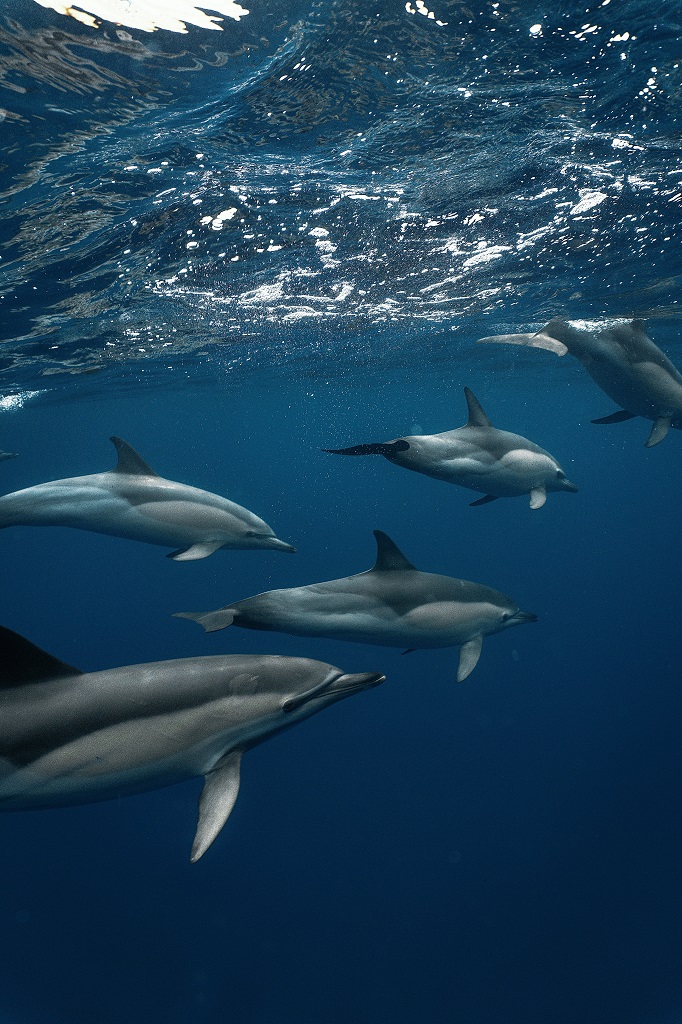Apex Cetacea - photo 2