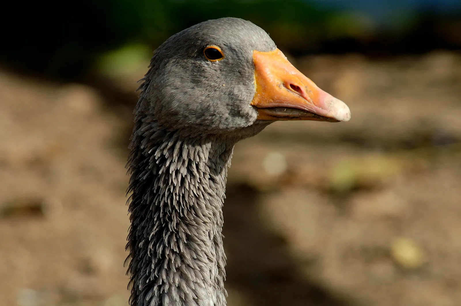 Elevage d'oies des Granges - photo 5
