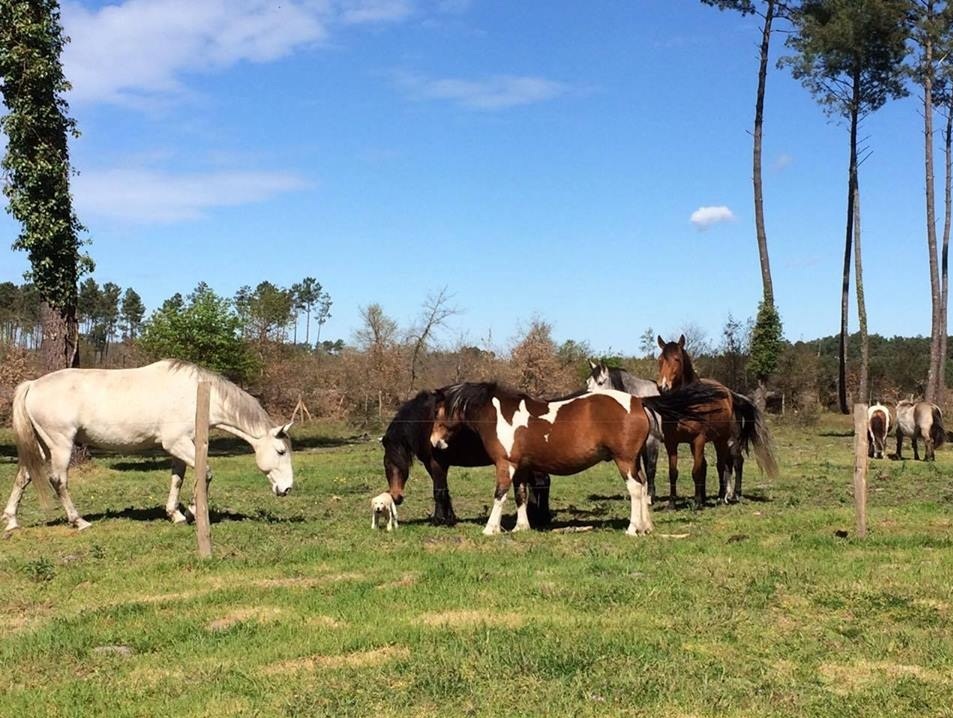 Centre Equestre d'Escource - photo 3