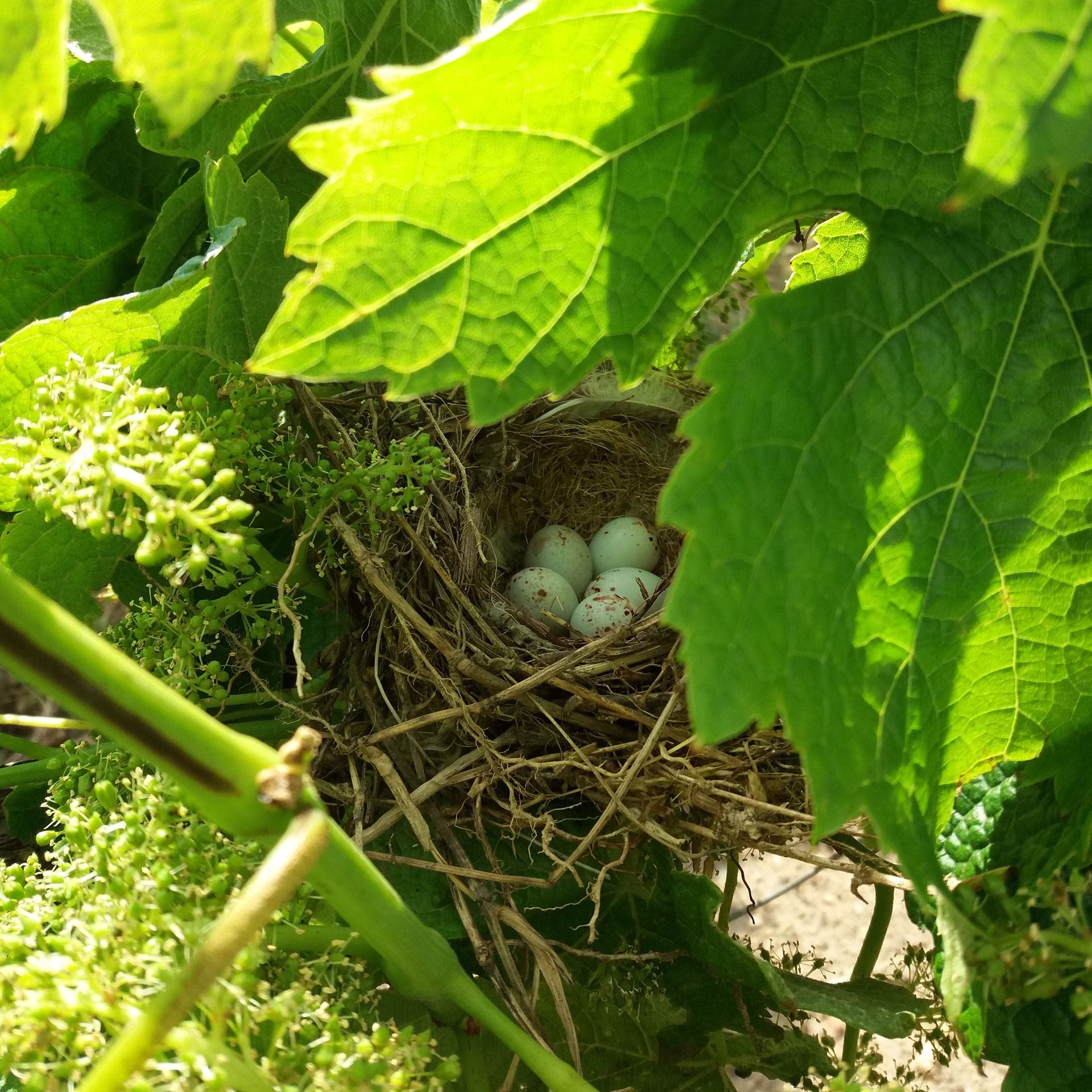 Château L'Inclassable - photo 5