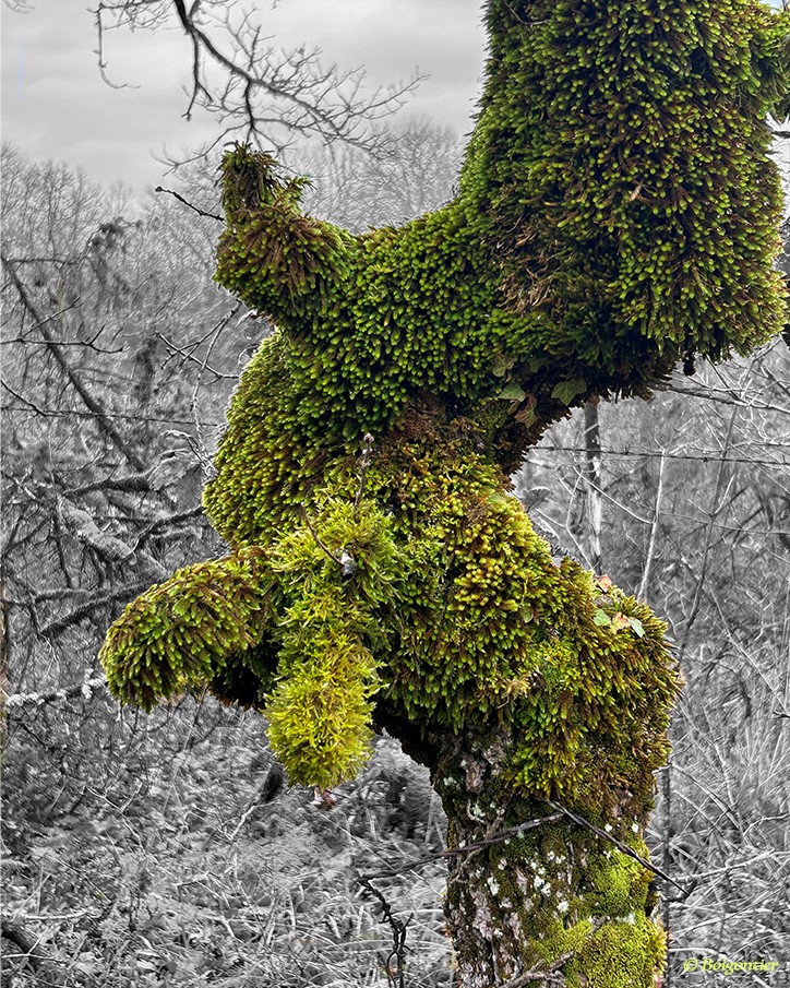 Bruno Boigontier- Artiste Peintre et photographe — photo 2