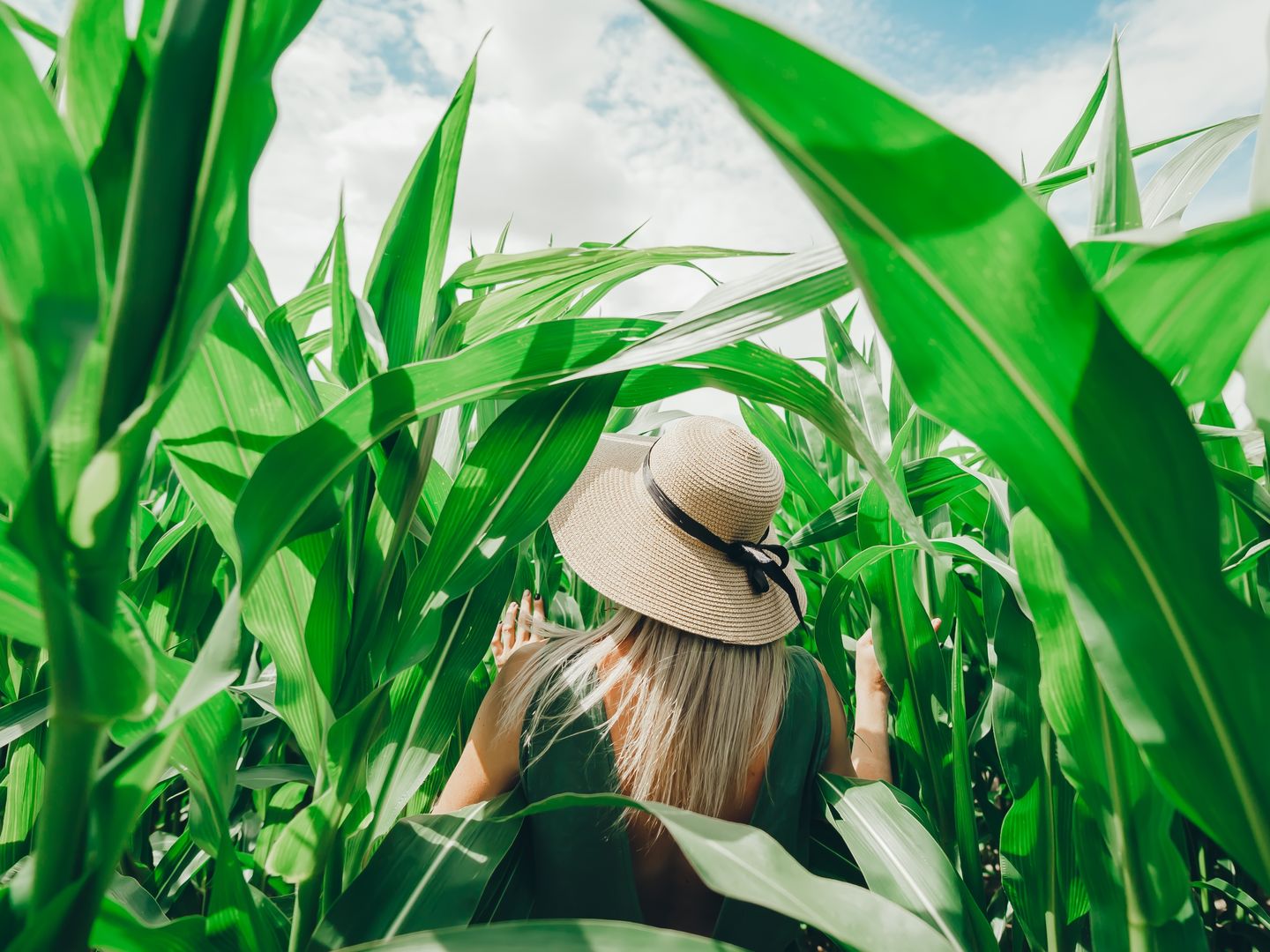 Corn Lanta - photo 2