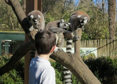 Stage - Mini soigneur