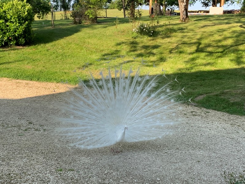 Chambres d'Hôtes du Domaine des Peyriès, Saint-Barthélemy-d'Agenais - photo 7