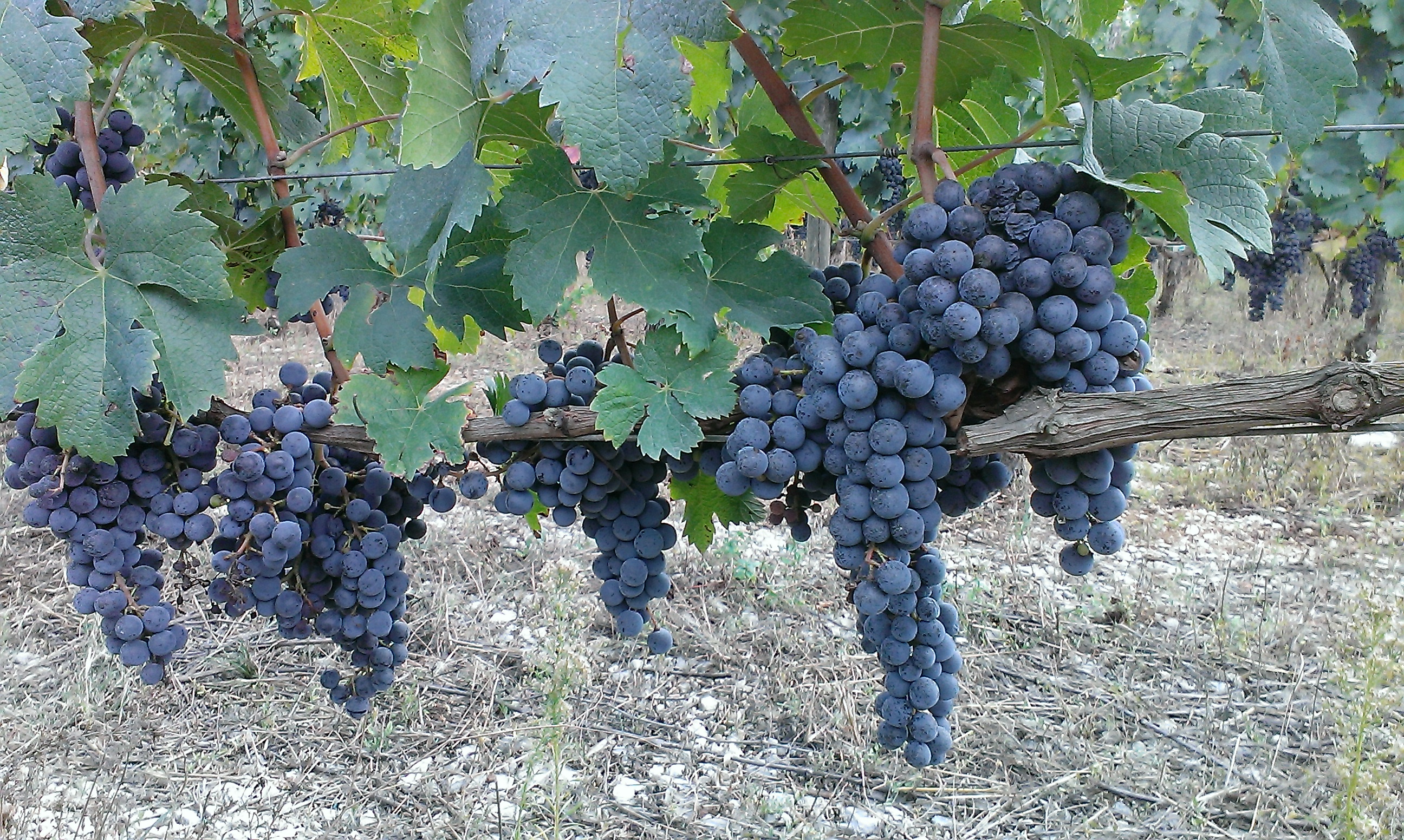 Chatô Côpains - photo 3