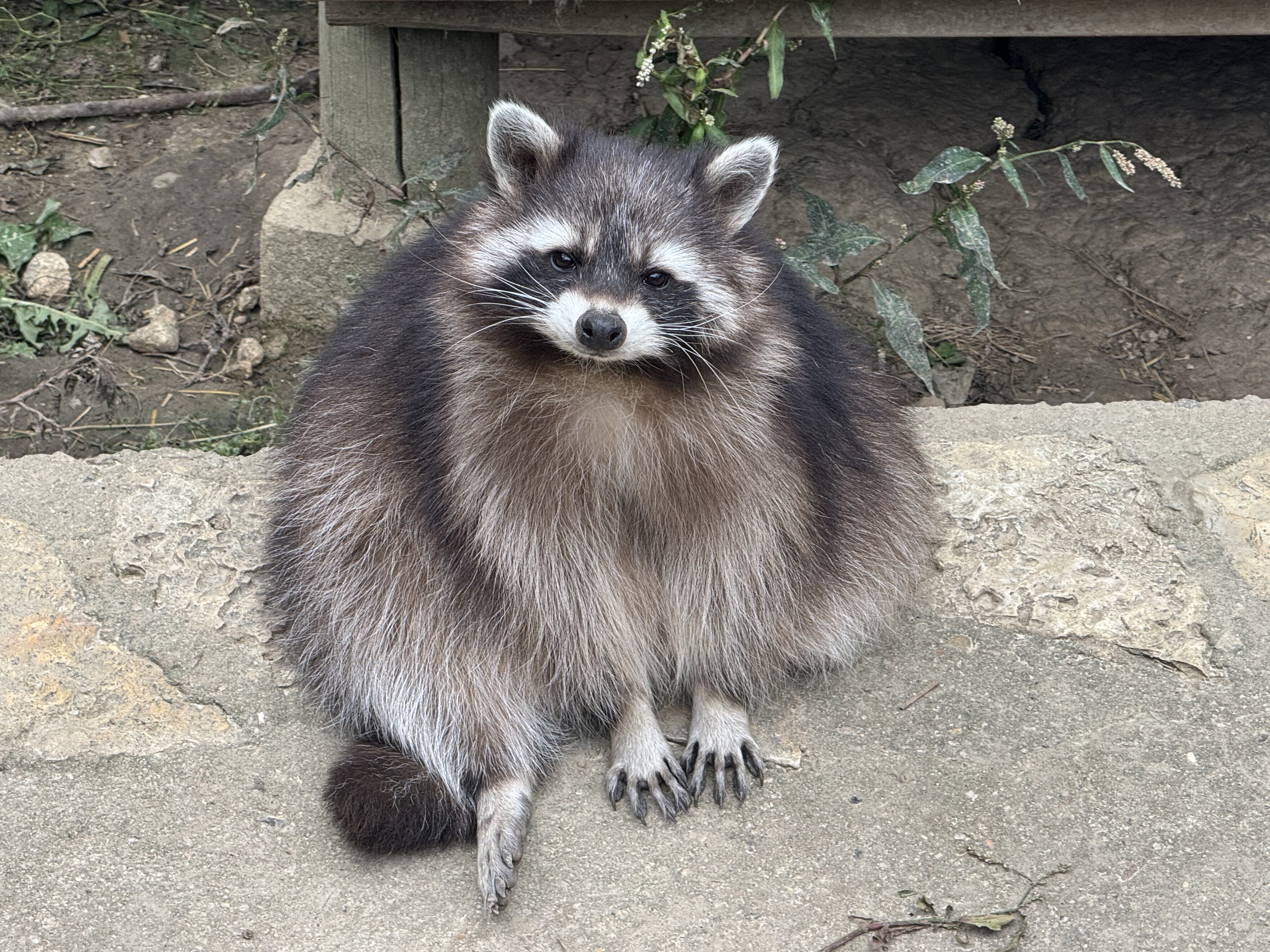 Z'animoland, Monbalen - photo 2