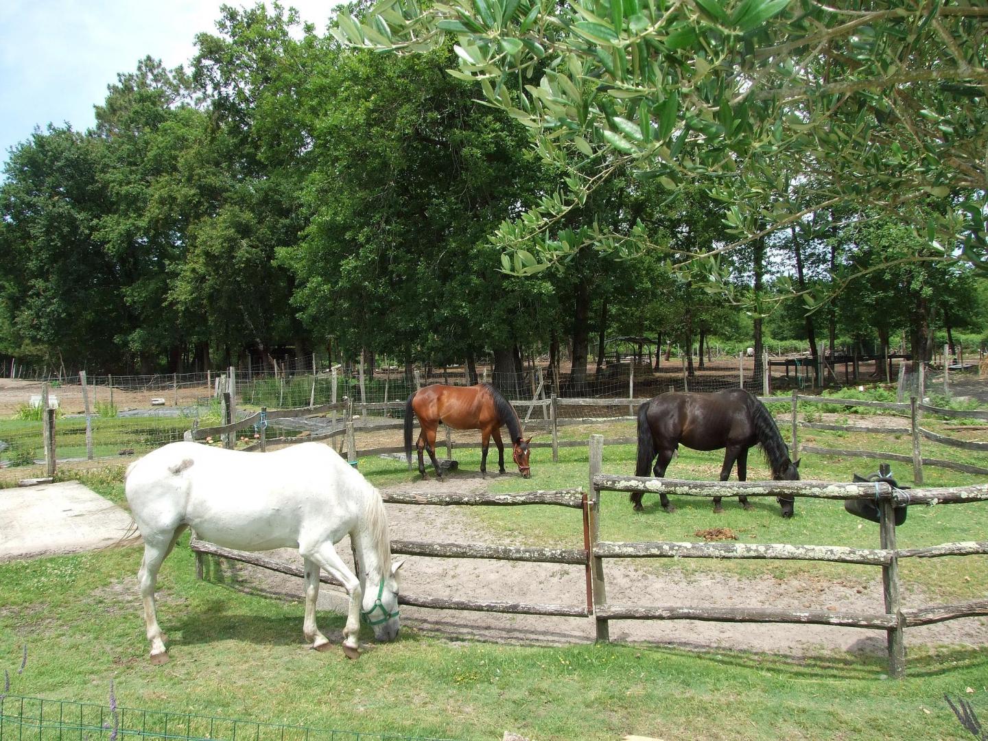 Domaine de l'Oustaou Neou - le gîte de la ferme, Le Teich