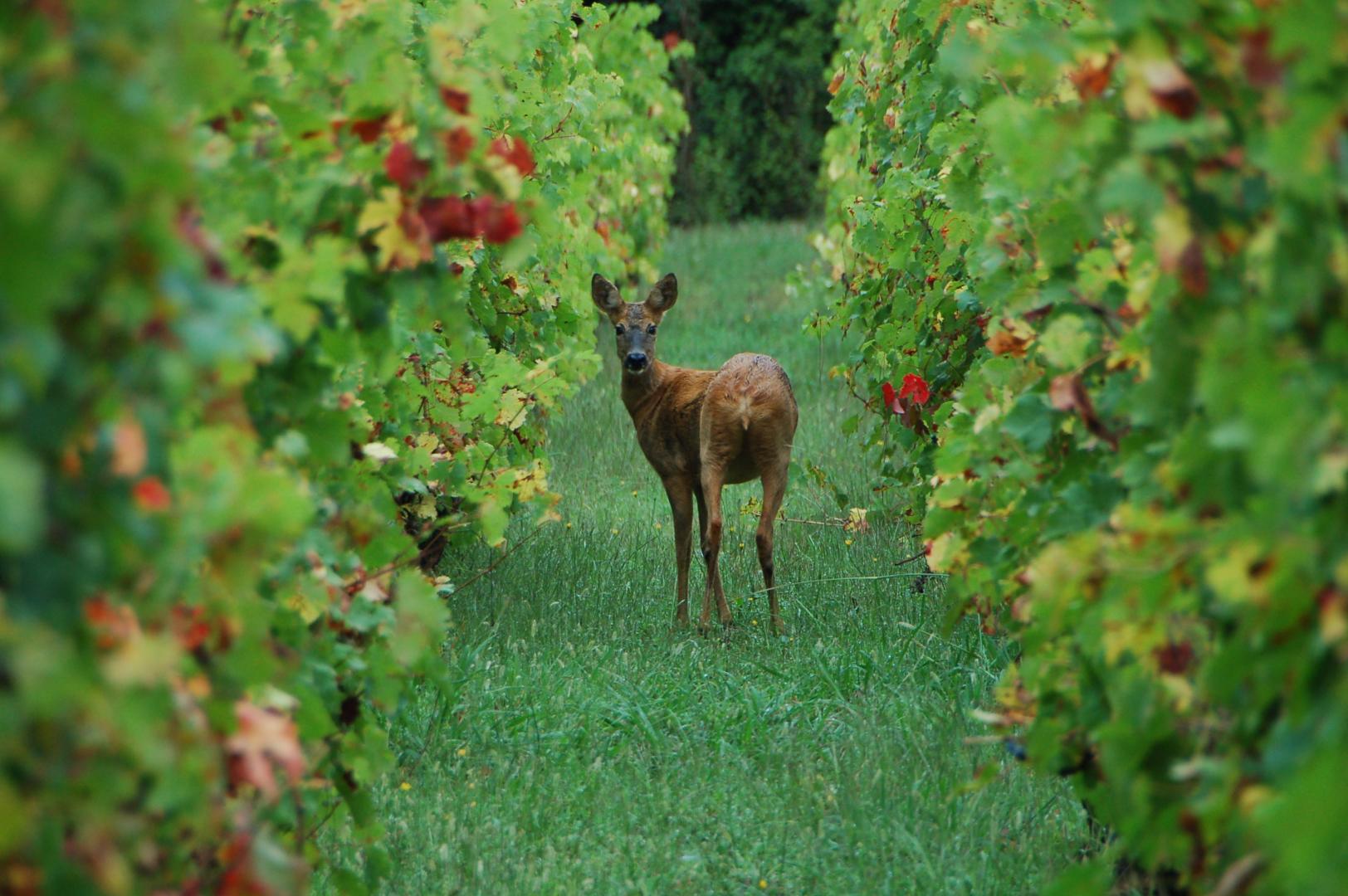 Gîte du Château Ysard, Camblanes-et-Meynac - photo 5