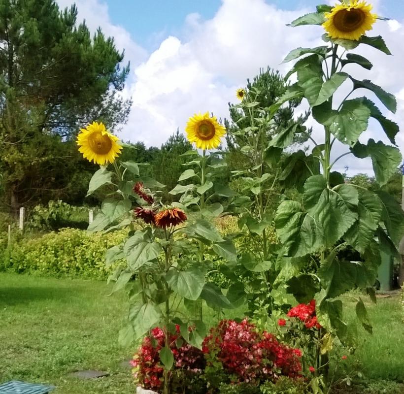 La Halte de Segondignac, Saint-Germain-d'Esteuil - photo 7