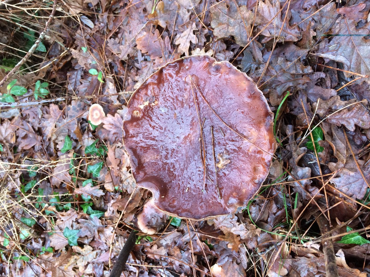 La Halte de Segondignac, Saint-Germain-d'Esteuil - photo 9