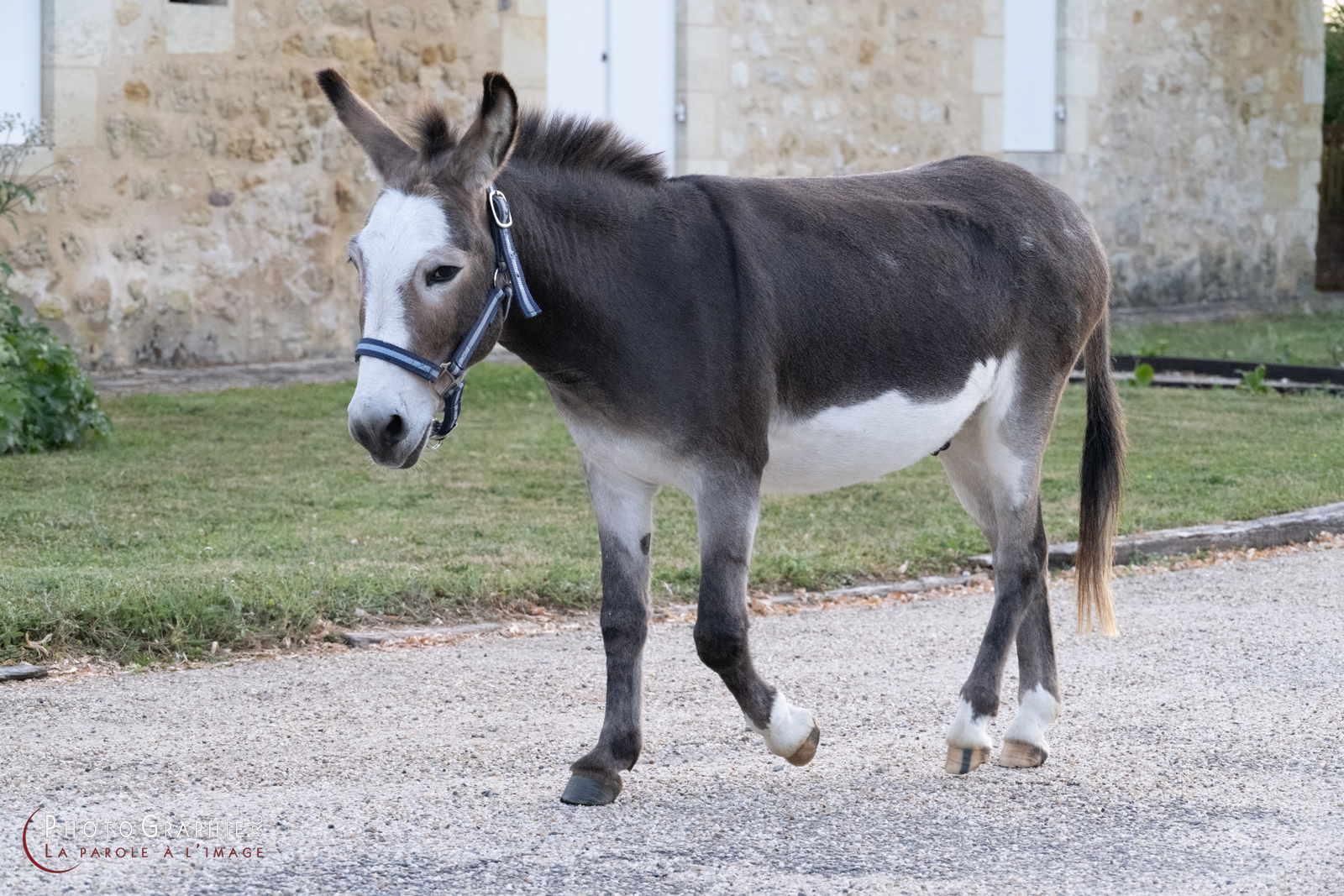 Le Logis du Vieux Château, Génissac - photo 14