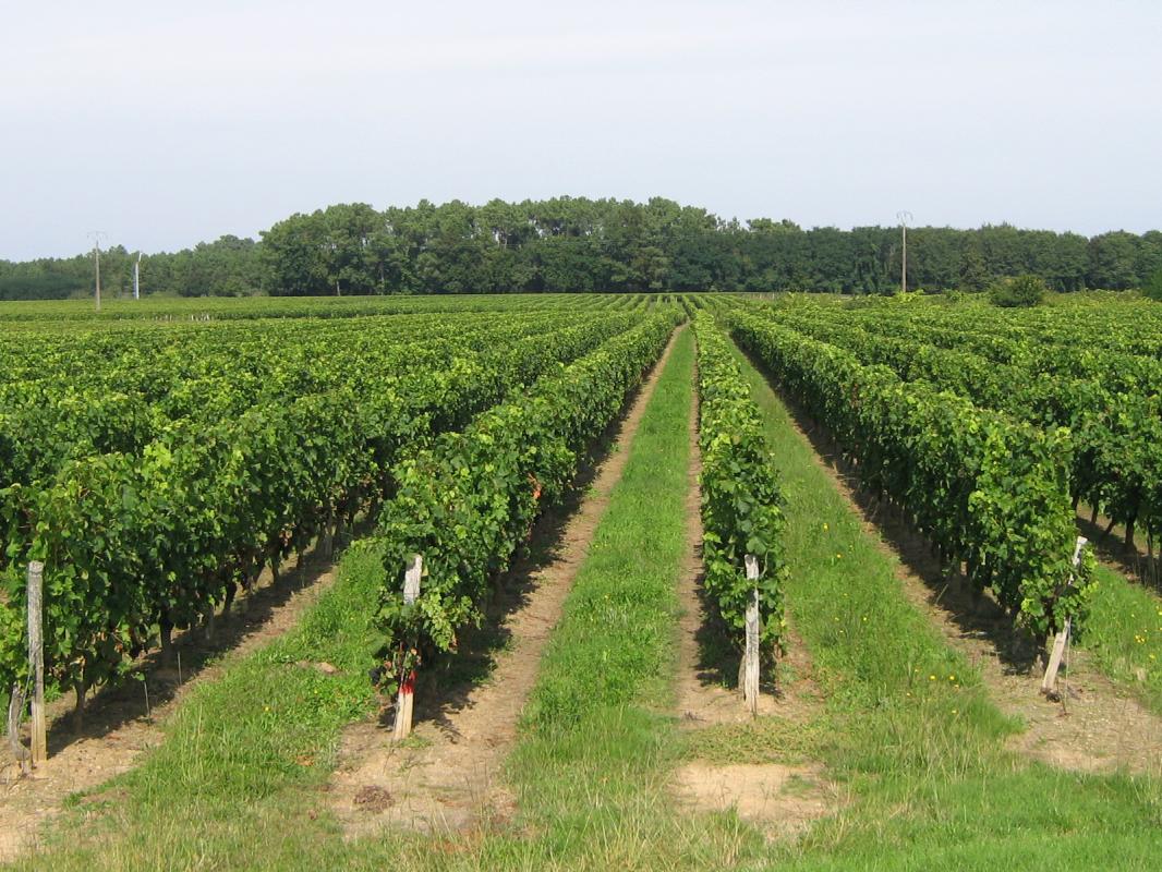 La Halte de Segondignac, Saint-Germain-d'Esteuil - photo 16