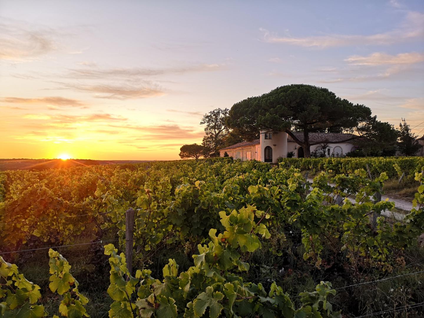 Le Castèl de Lamothe, Sauternes - photo 20