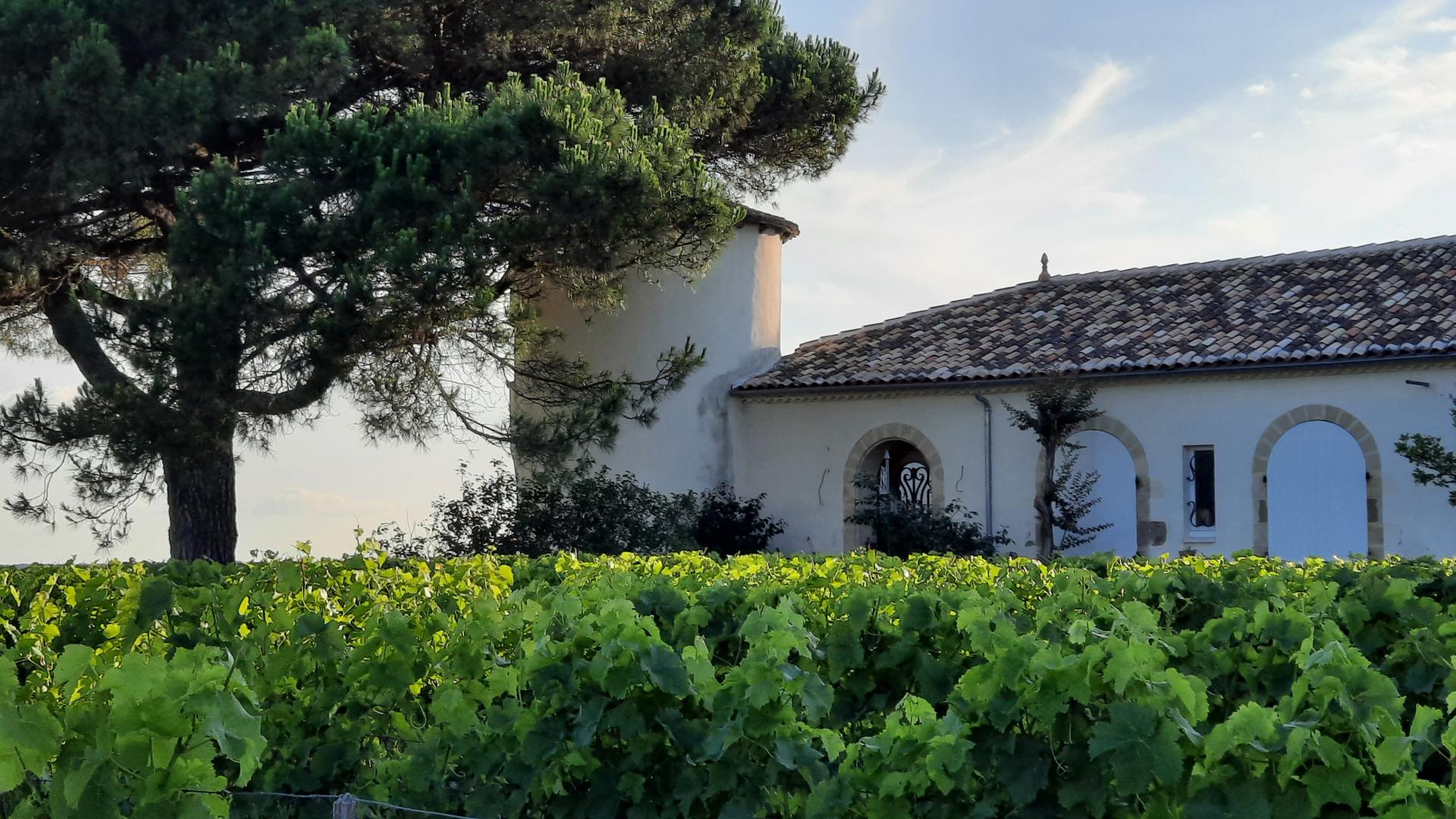 Le Castèl de Lamothe, Sauternes - photo 16
