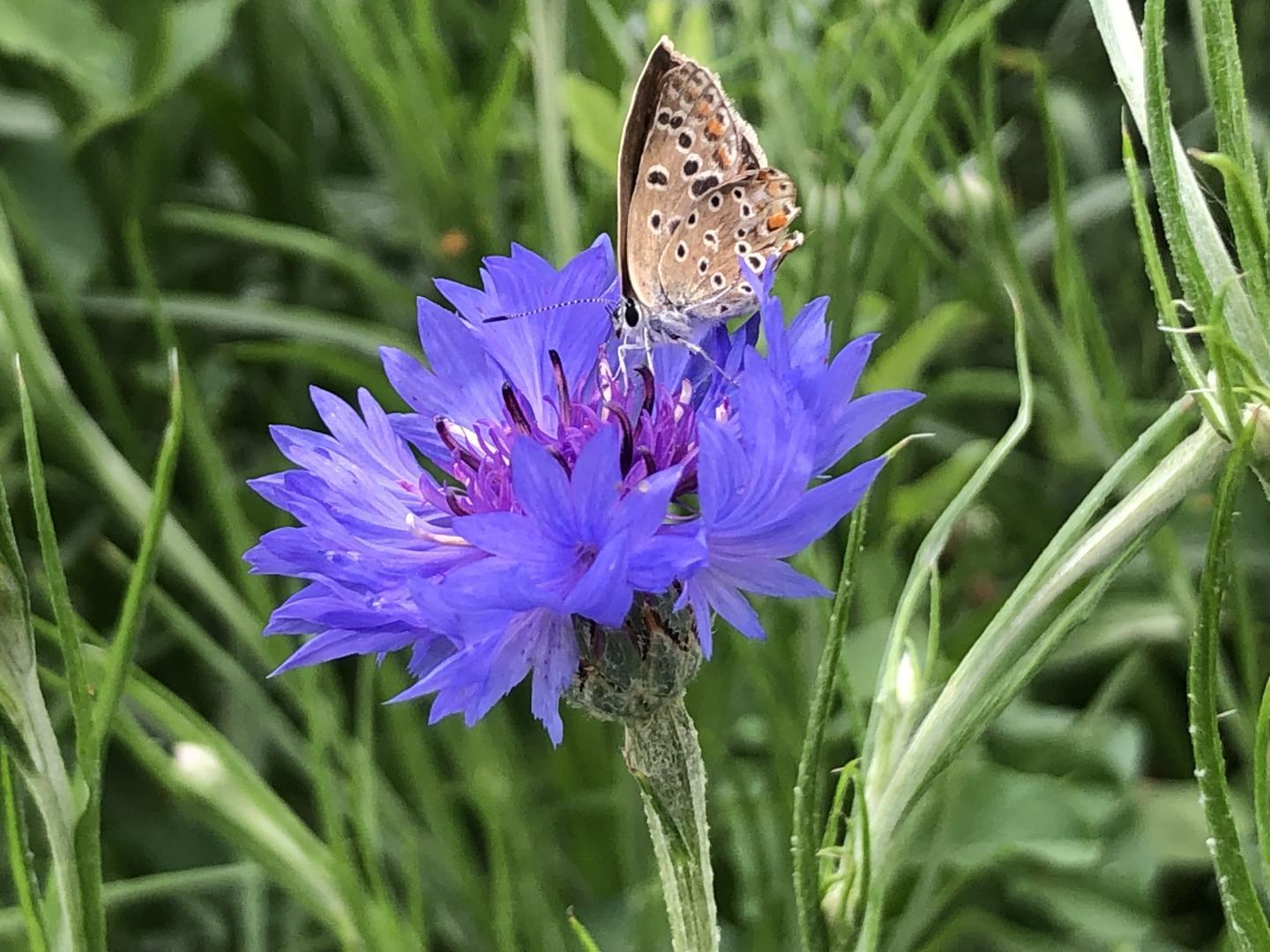 La Villa des Sables, Vielle-Saint-Girons - photo 3