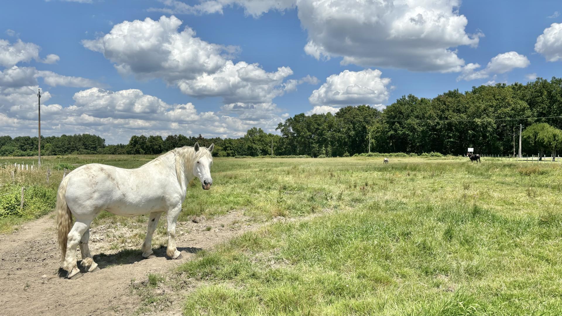 Gîte de Moulin, Cubnezais - photo 38