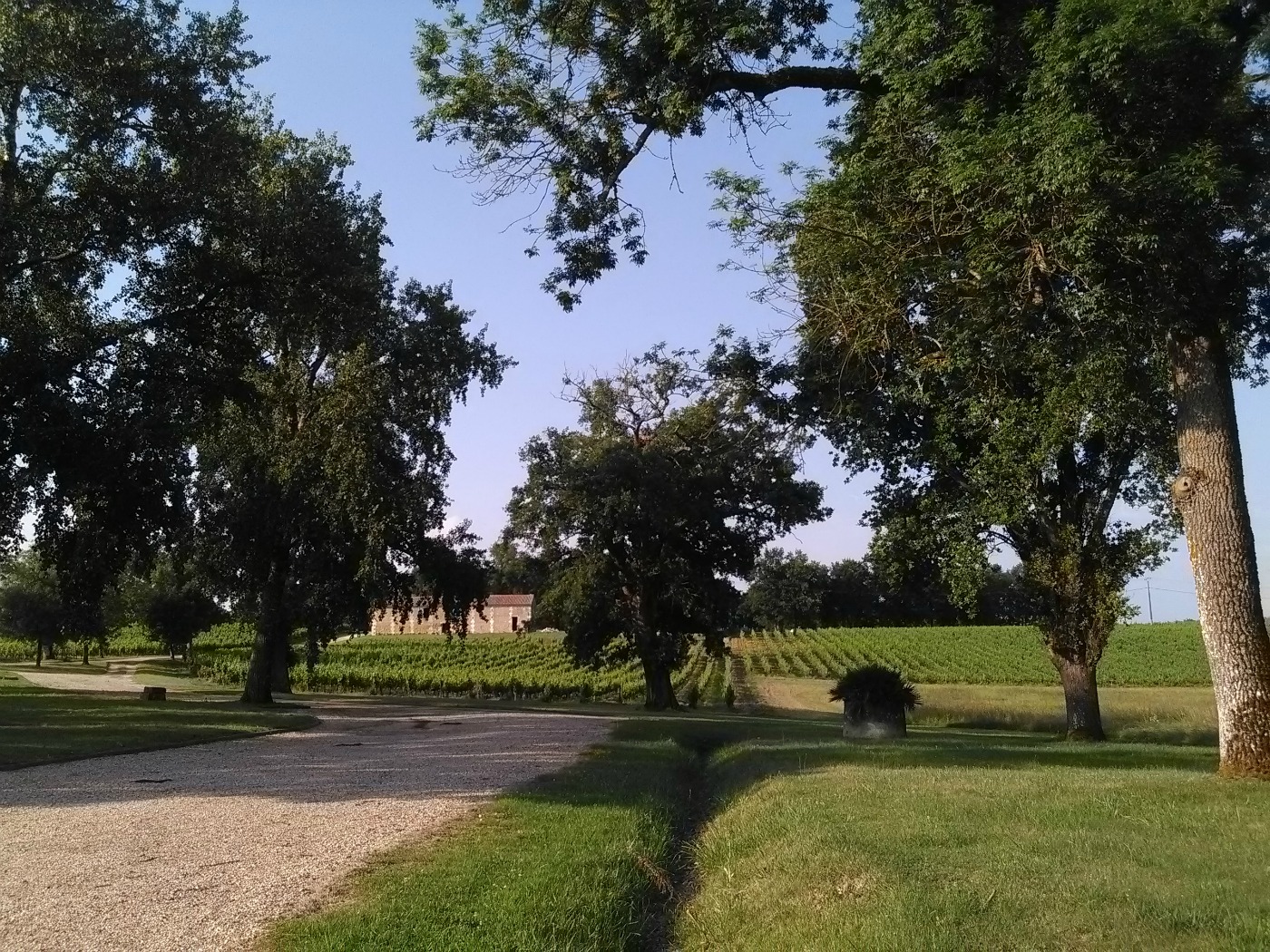 Château Malfard - Semillon, Saint-Martin-de-Laye - photo 9
