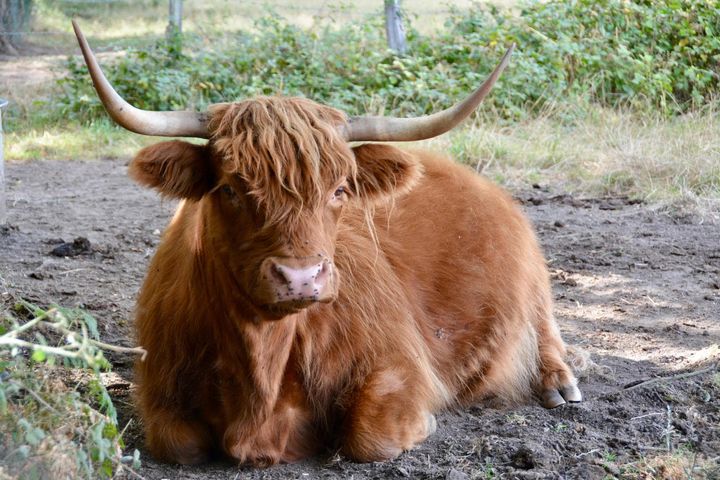 Parc animalier des Clautres