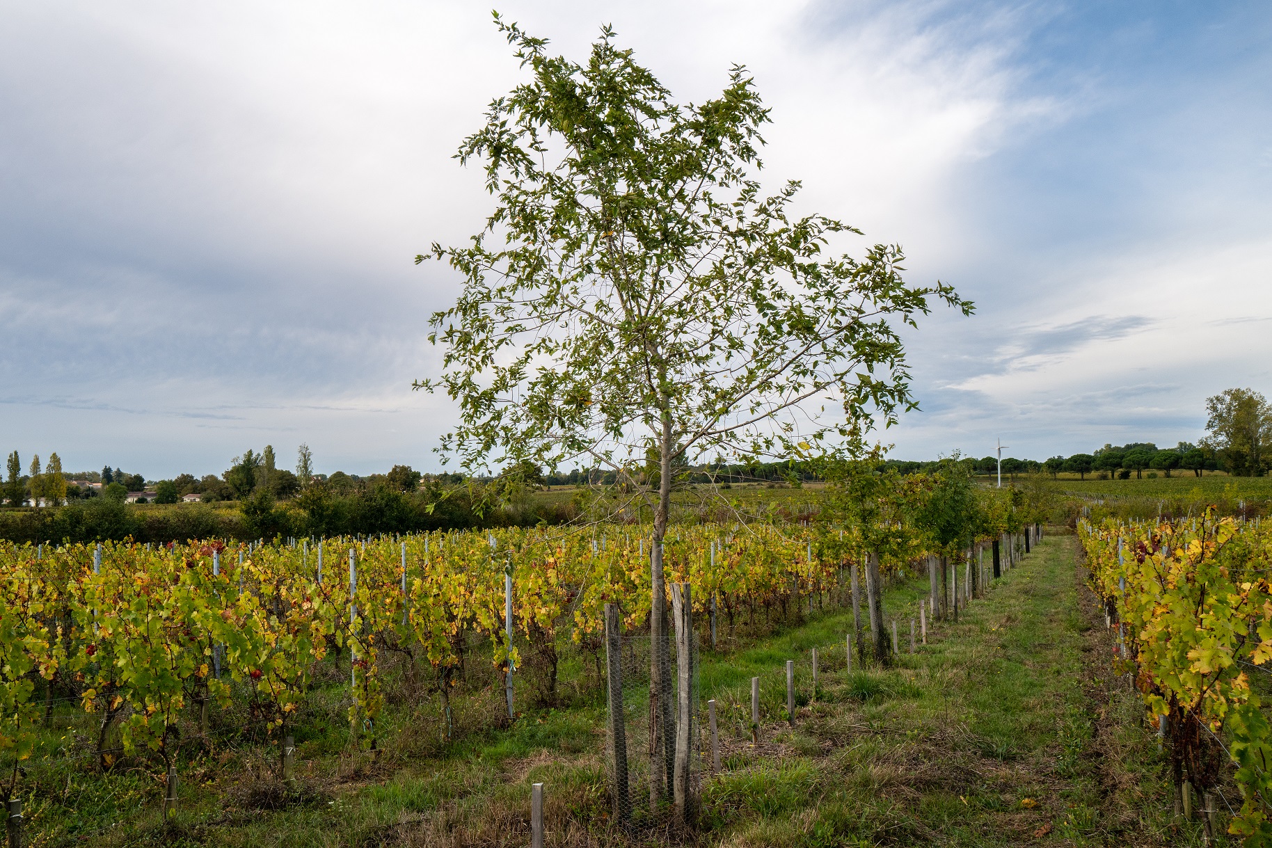 Château Anthonic - photo 3