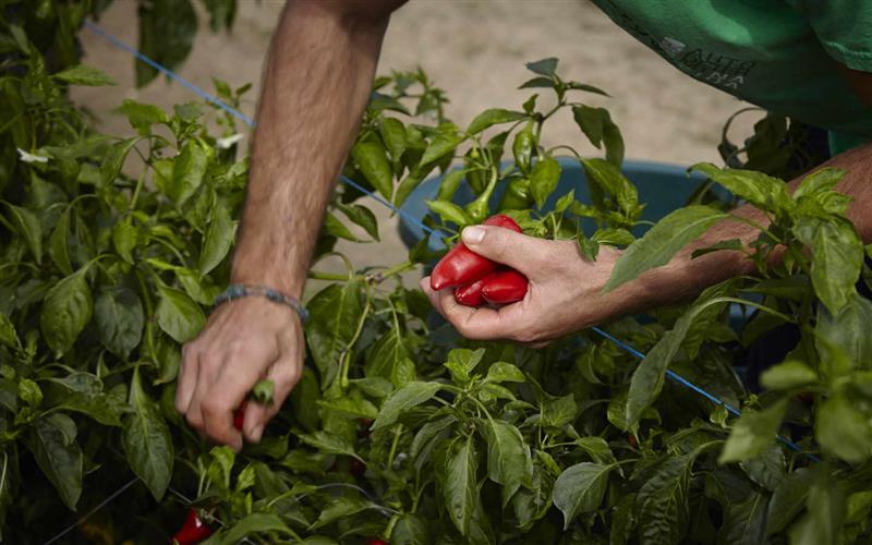 Atelier du Piment