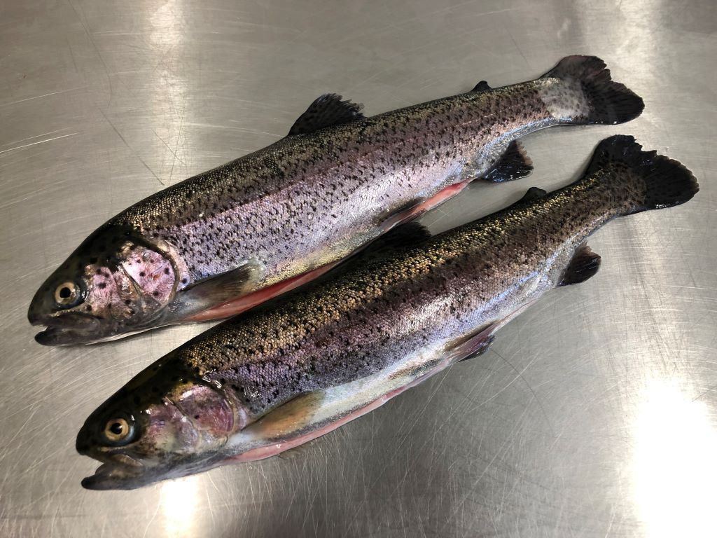 Pêche en étang moulin de Boissonnie