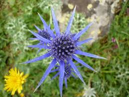 Visite guidée Plantes