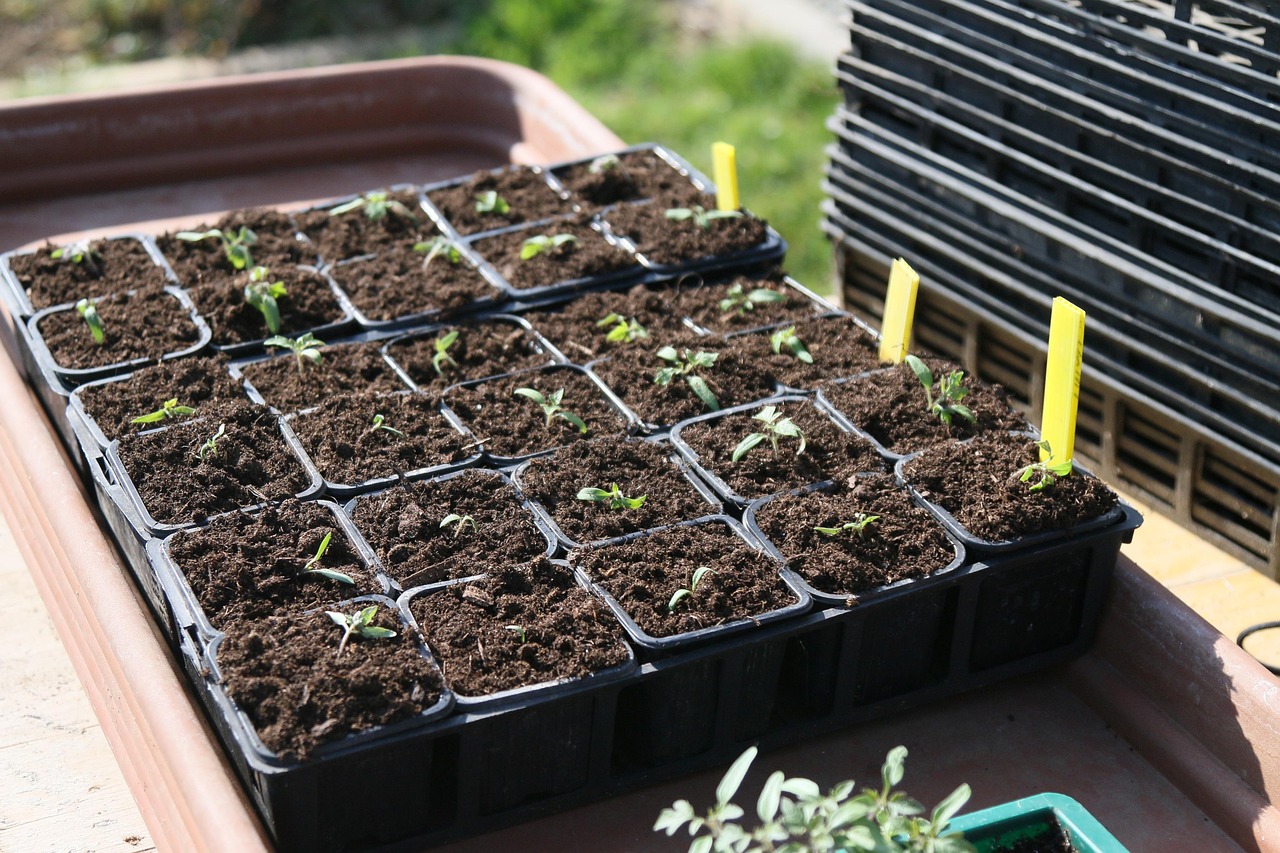 Troc graines, troc plantes