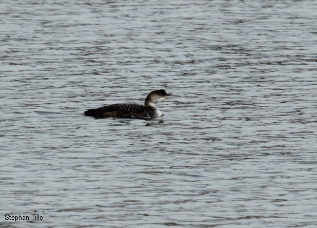 Grand Etang de Saint Estèphe, Saint-Estèphe - photo 5