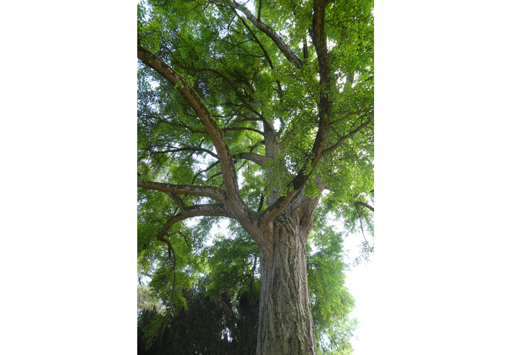 Jardin des Plantes, Poitiers - photo 2