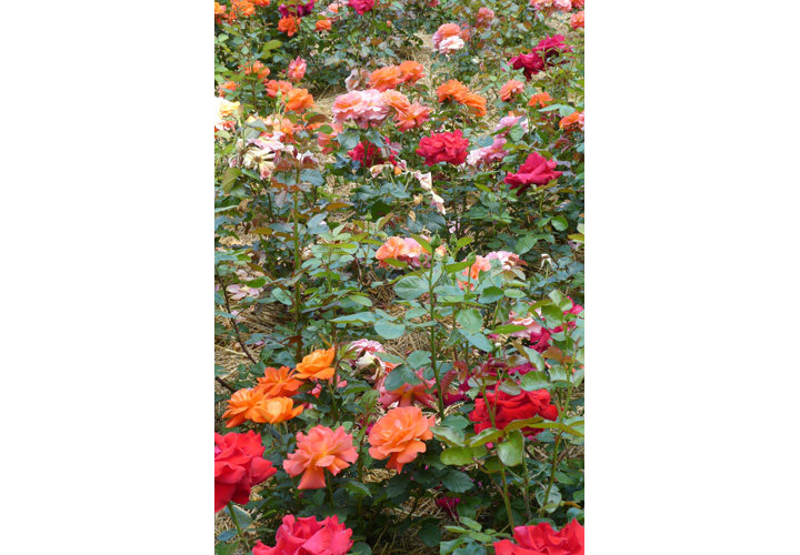 Parc Floral de La Roseraie, Poitiers