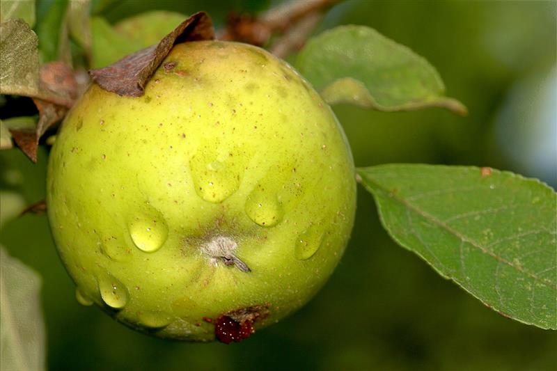 Cidre Eztigar