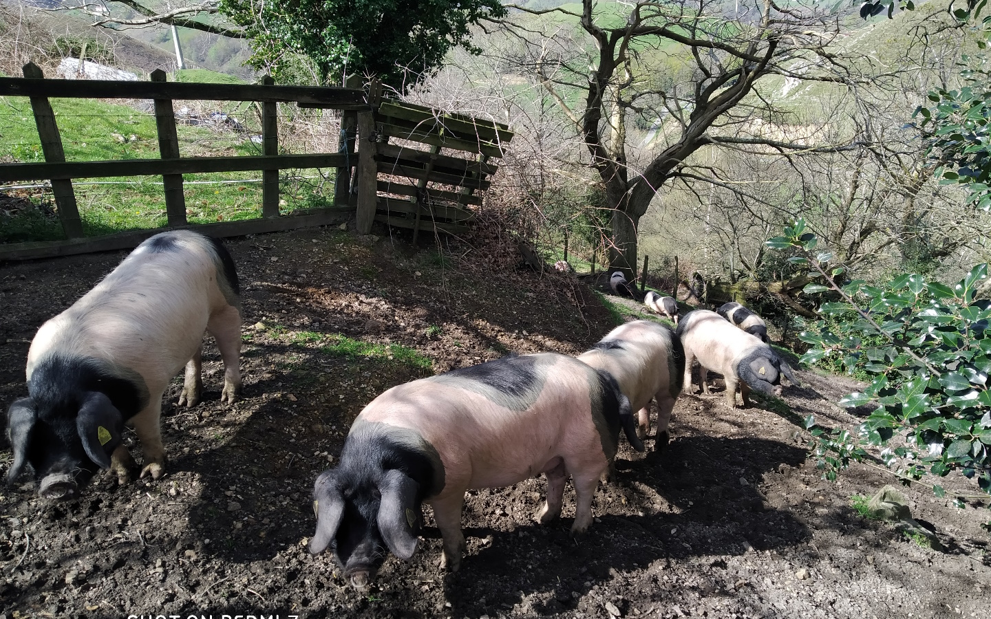Ferme Burubeltx — photo 2