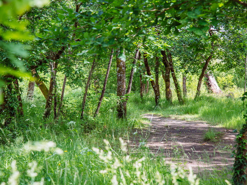Balade sensorielle et immersive en forêt, Lanton - photo 2