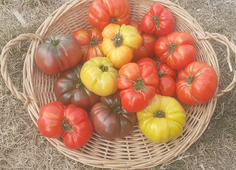 Le Potager de la Vergne