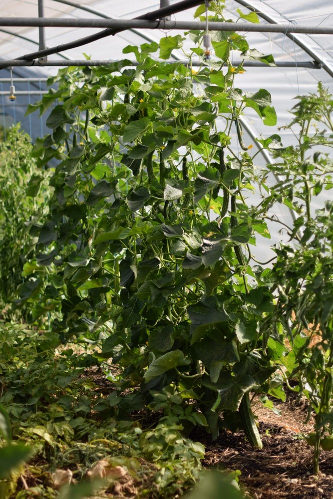Les Potagers de la Lande — photo 3