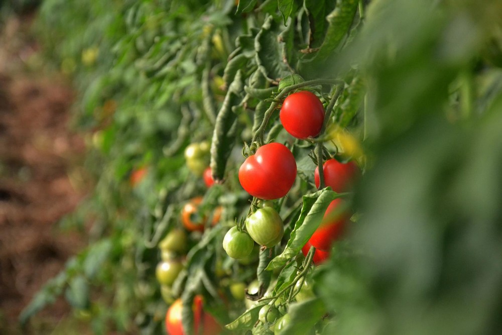 Les Potagers de la Lande — photo 2