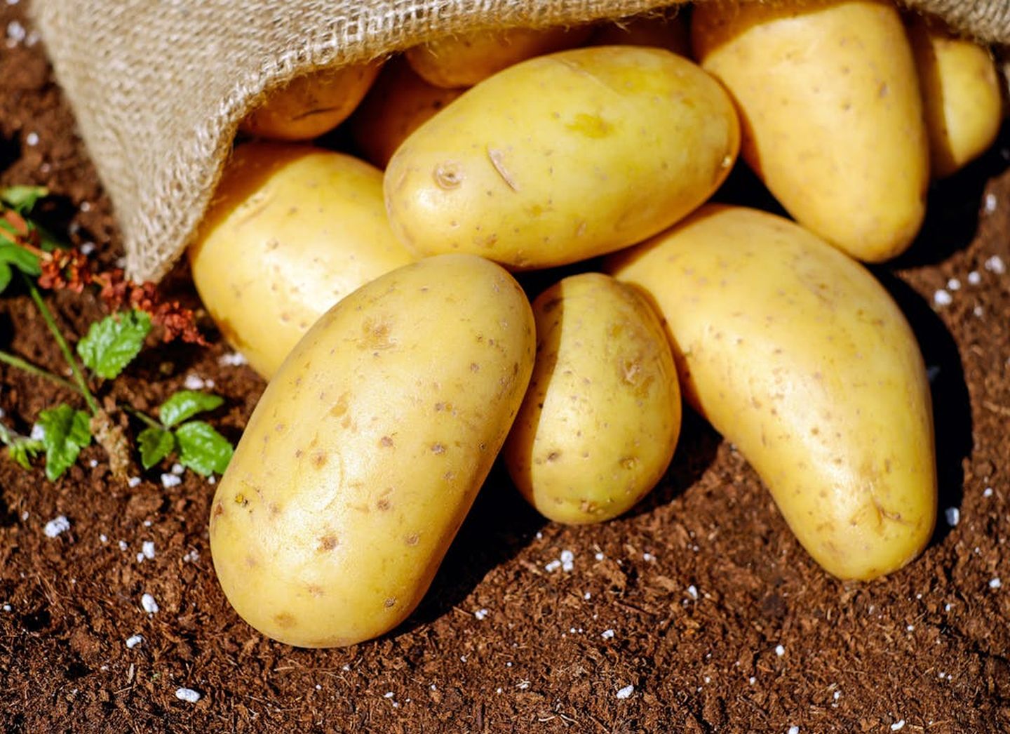 Fête de la patate — visuel événement