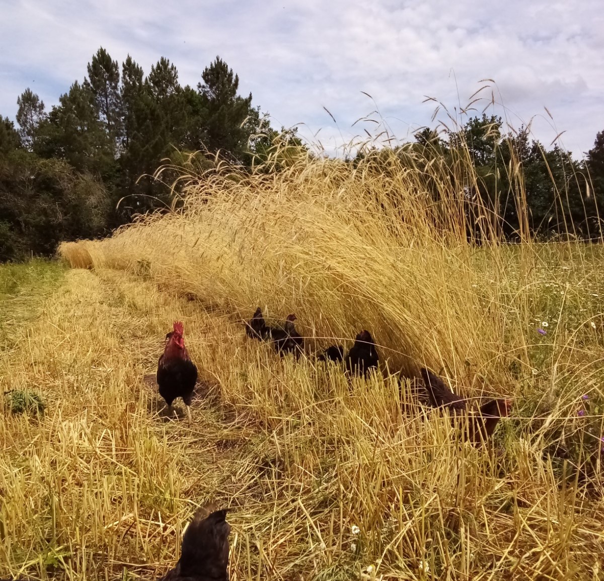 Les jardins de Bézin — Producteurs & Artisans à Landes